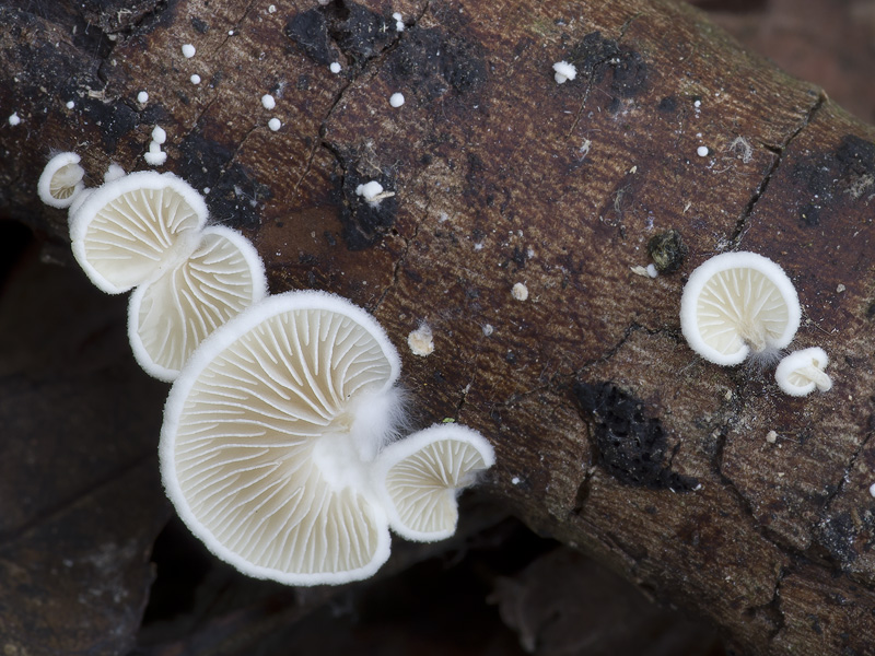 Crepidotus caspari